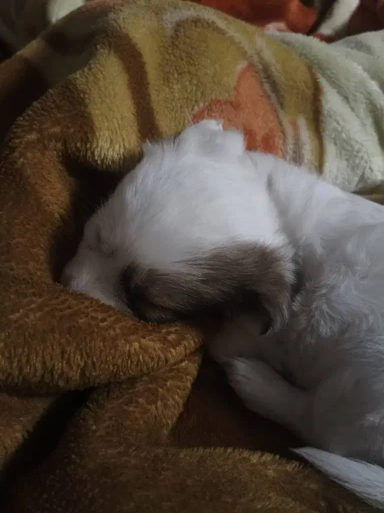 حیوان خانگی|سگ|تهران, فلسطین (میدان انقلاب)|دیوار