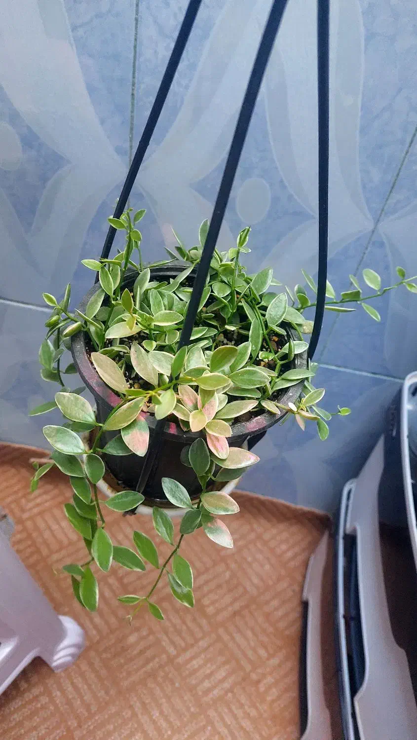 گلهای طبیعی|گل و گیاه طبیعی|یاسوج, |دیوار