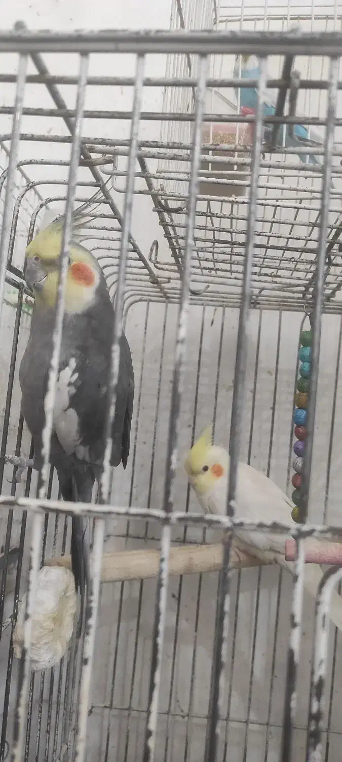 عروس هلندی سخنگو و مینا سخنگو و مرغ عشق سخنگو|پرنده|مشهد, شهرک بهارستان|دیوار