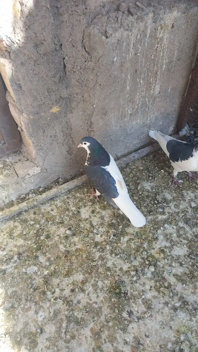 چپ سیاه|پرنده|رفسنجان, |دیوار