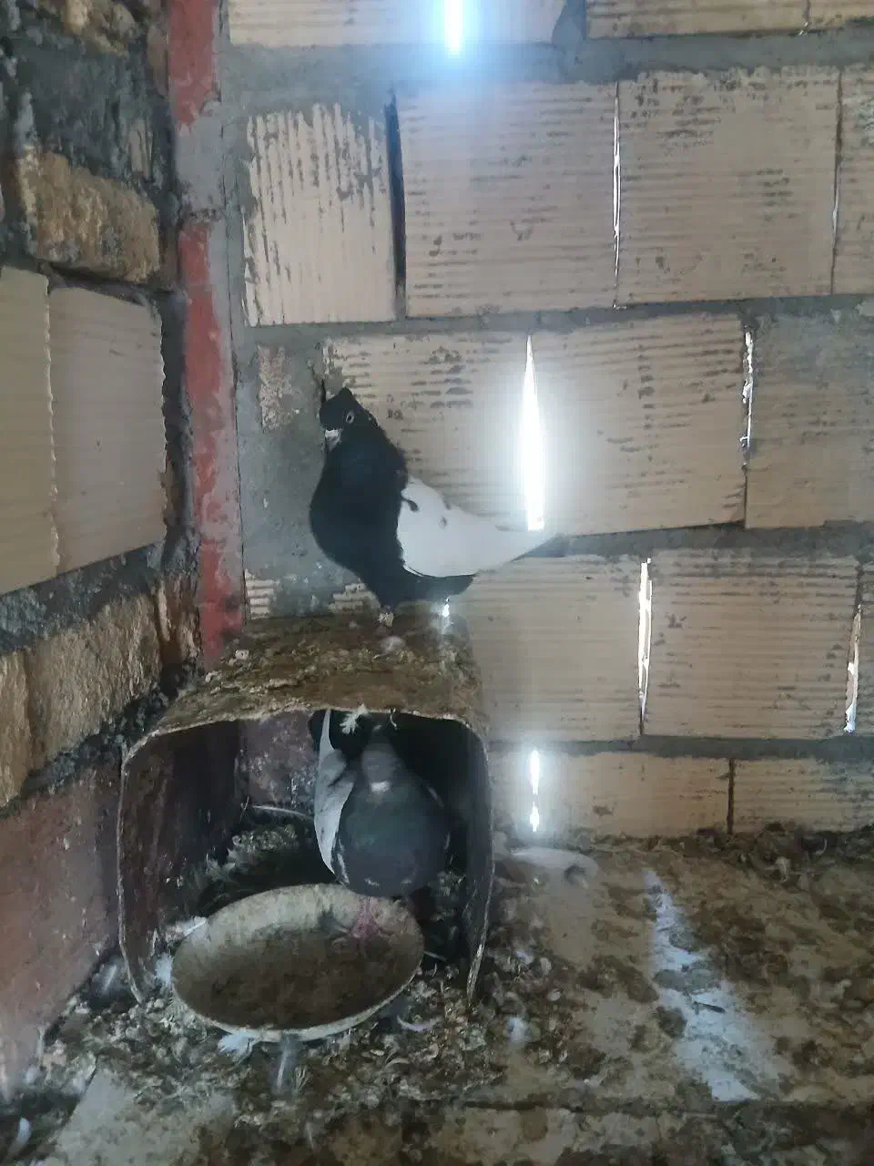 کفتر یا کبوتر سینه سیاه|پرنده|مشهد, هفده شهریور|دیوار