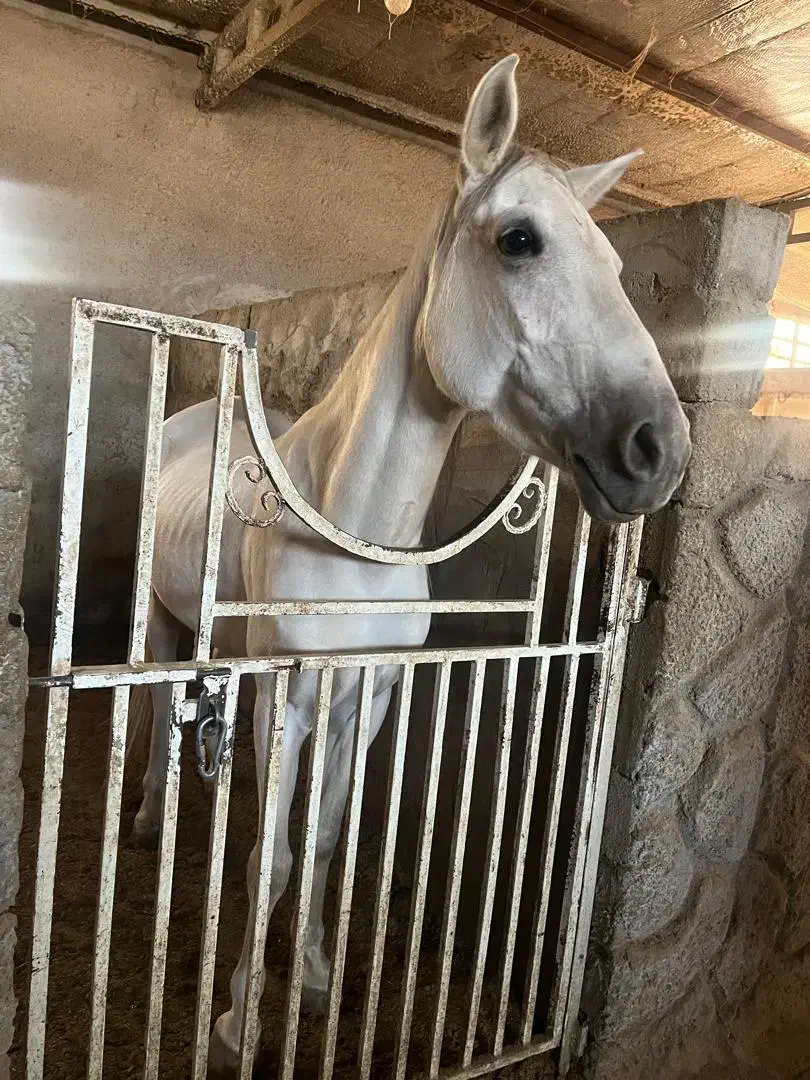 فروش ۲راس مادیون و نریون اصیل|اسب و تجهیزات اسب‌سواری|رفسنجان, |دیوار