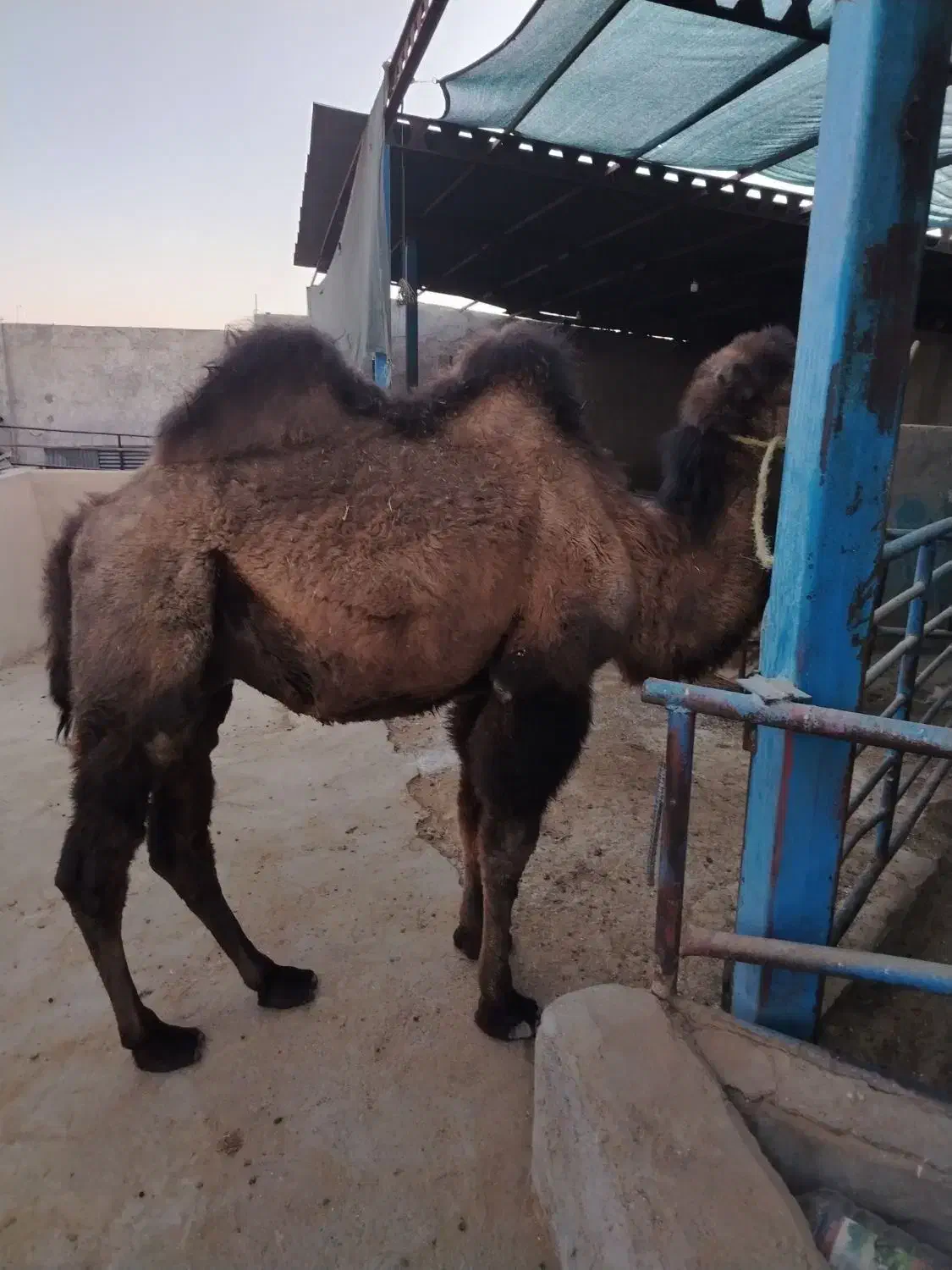 شتر نر دوکوهان|حیوانات مزرعه|یزد, |دیوار