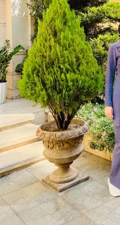 دورهمی|تور و چارتر|یزد, |دیوار