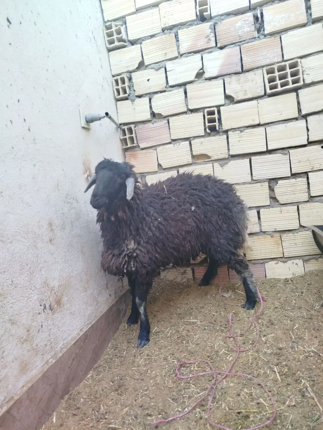 بره همو و هترو|حیوانات مزرعه|سیرجان, |دیوار