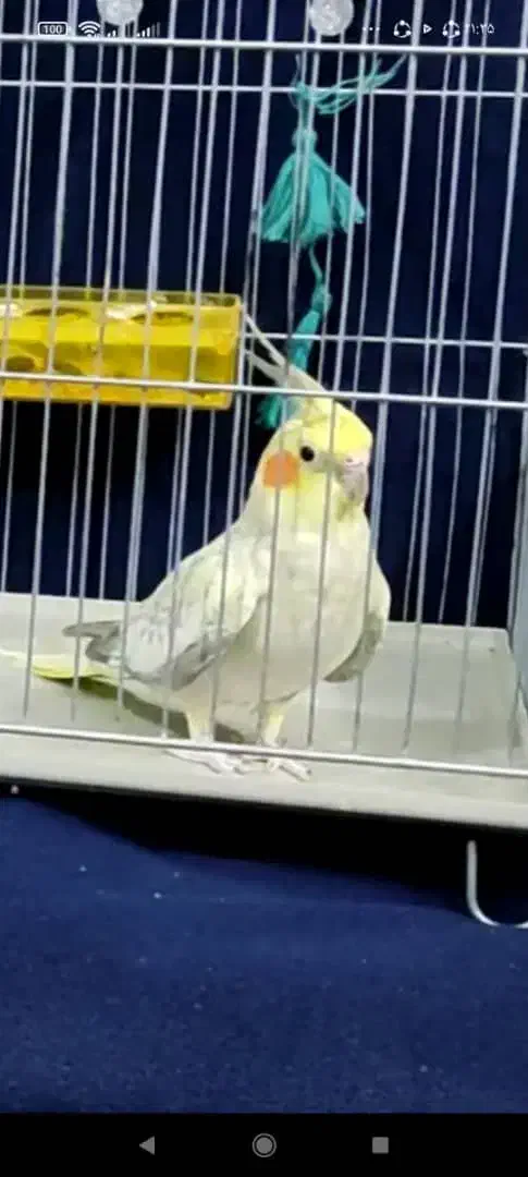 مرواریدی|پرنده|نی‌ریز, |دیوار