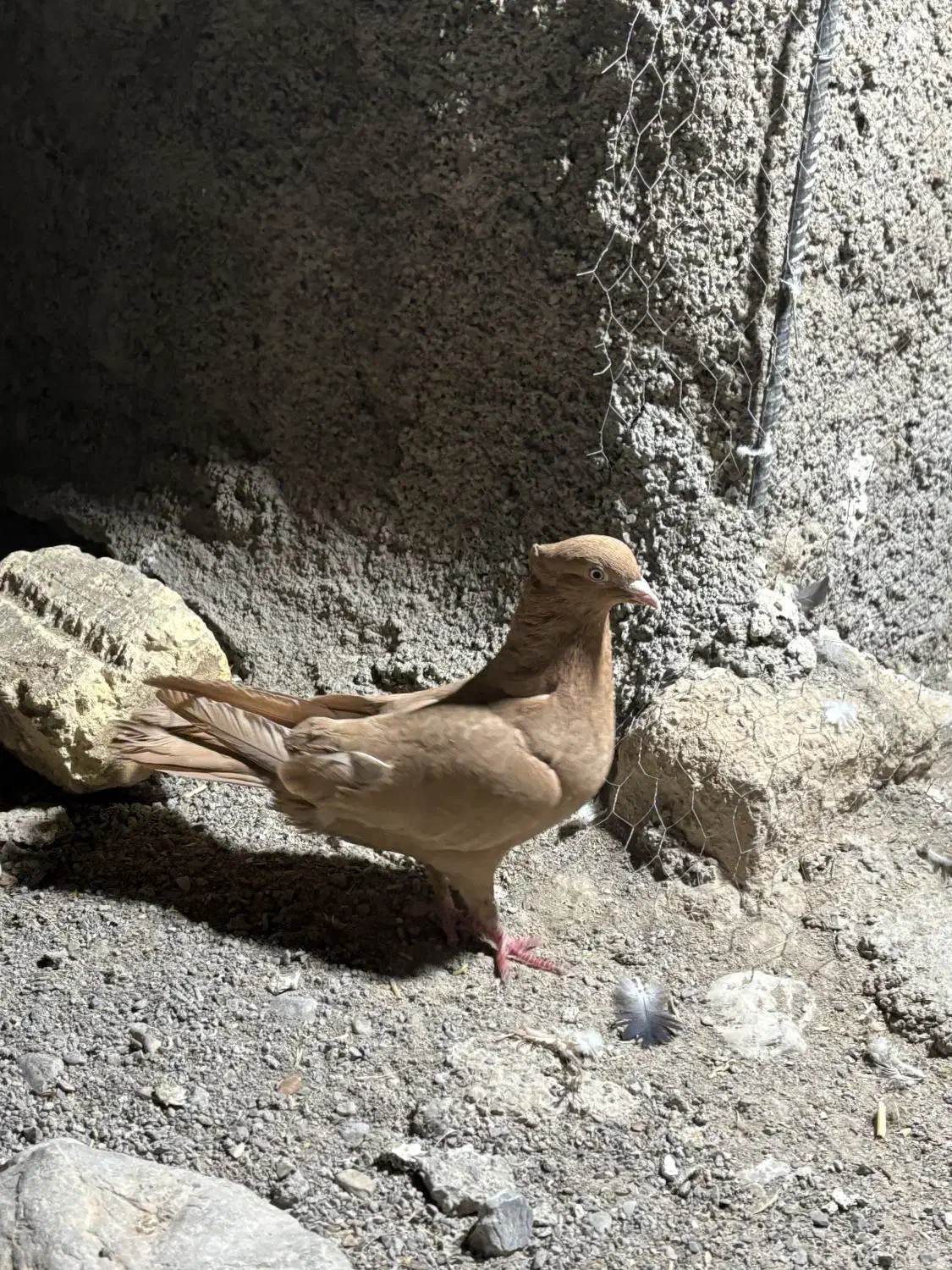 کبوتر زرد|پرنده|پاسارگاد, |دیوار