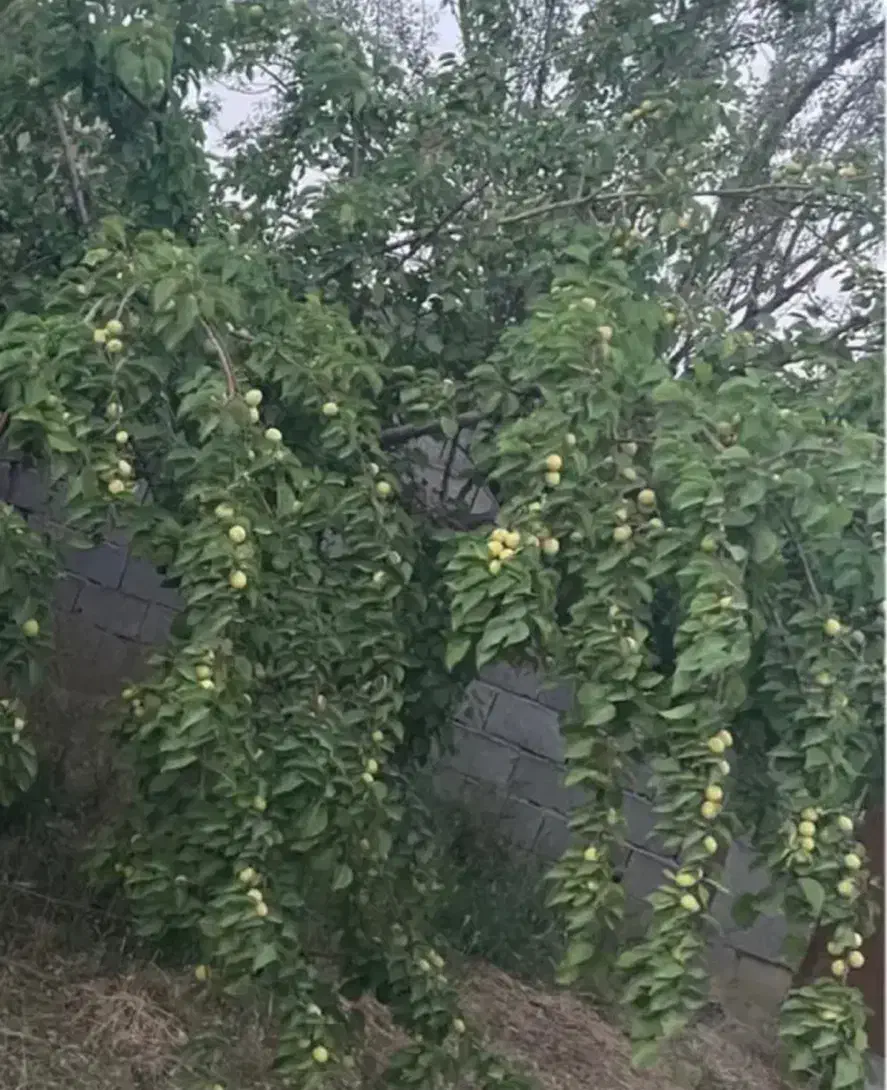 باغ ویلا معین آباد|فروش خانه و ویلا|مشهد, کلاکوب|دیوار