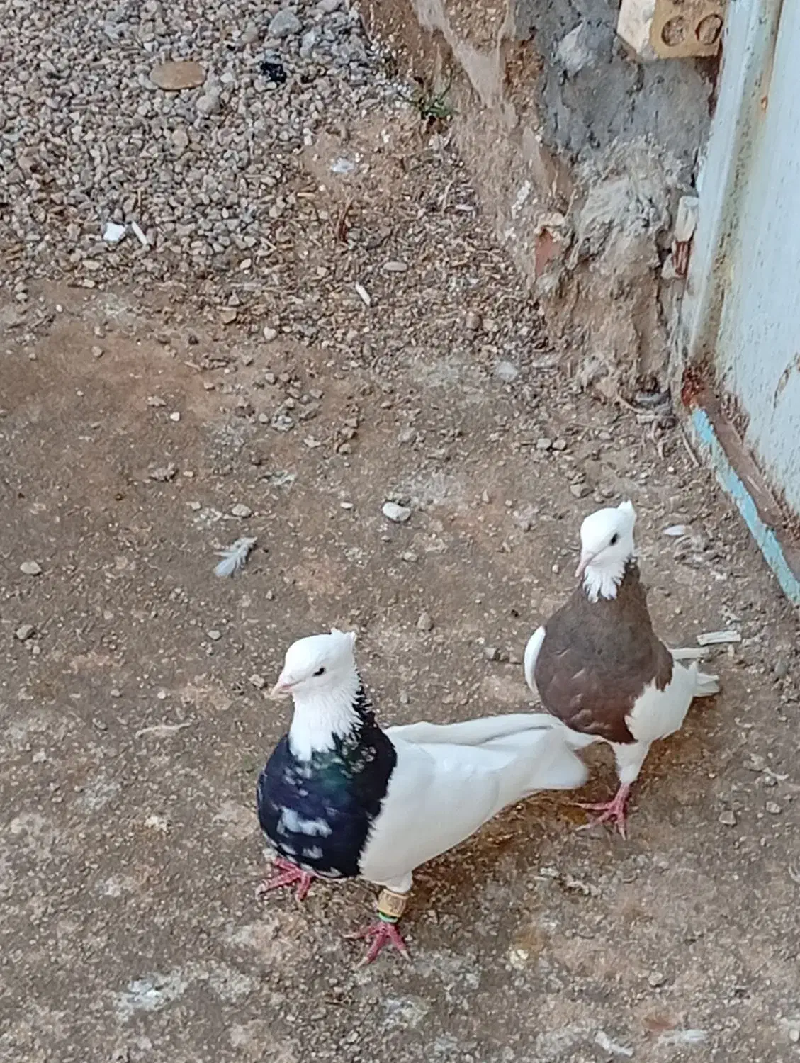 ی جفت طوقی عتیقه|پرنده|امیدیه, |دیوار