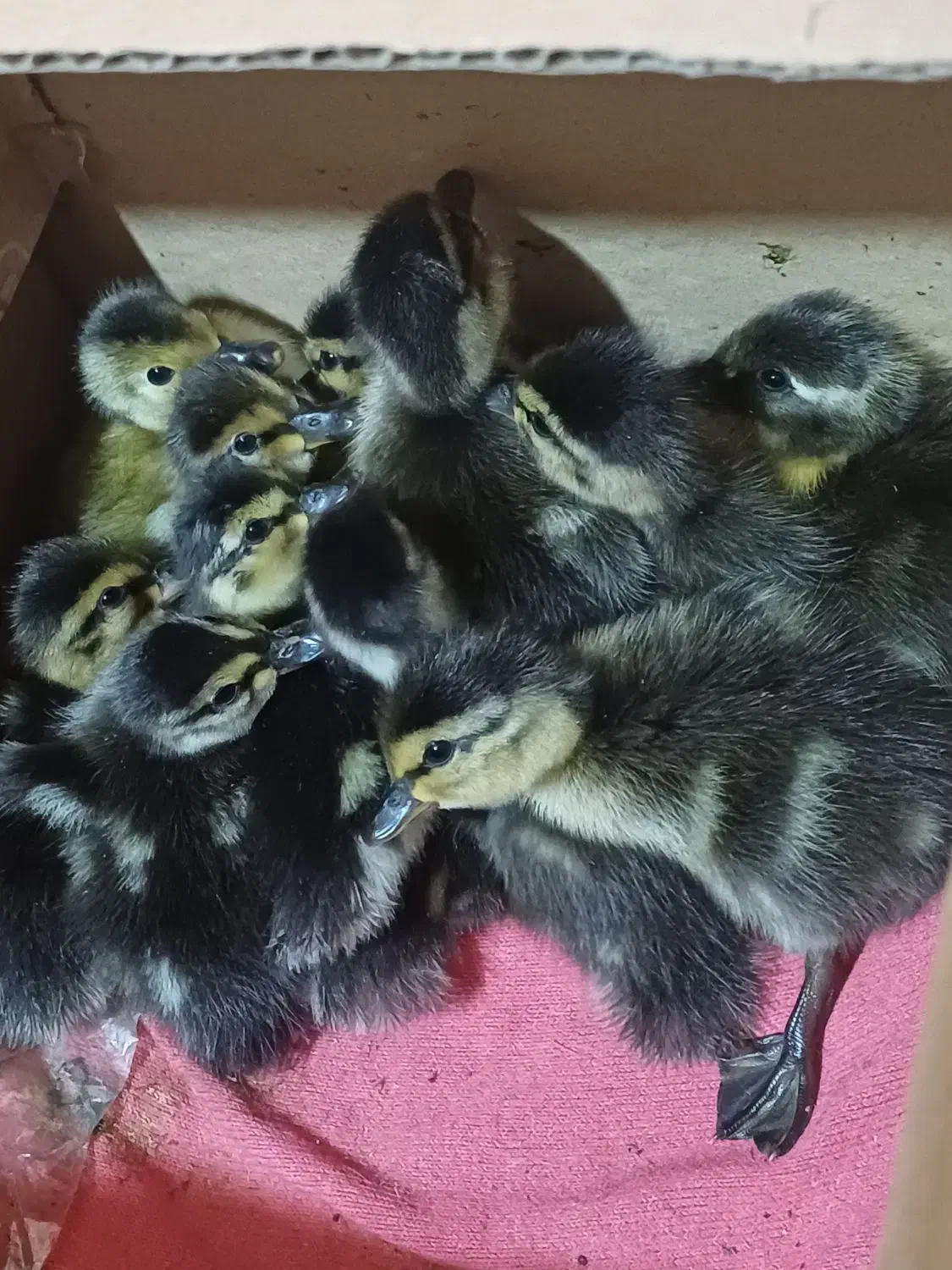 بچه اردک پروازی|حیوانات مزرعه|کیاشهر, |دیوار