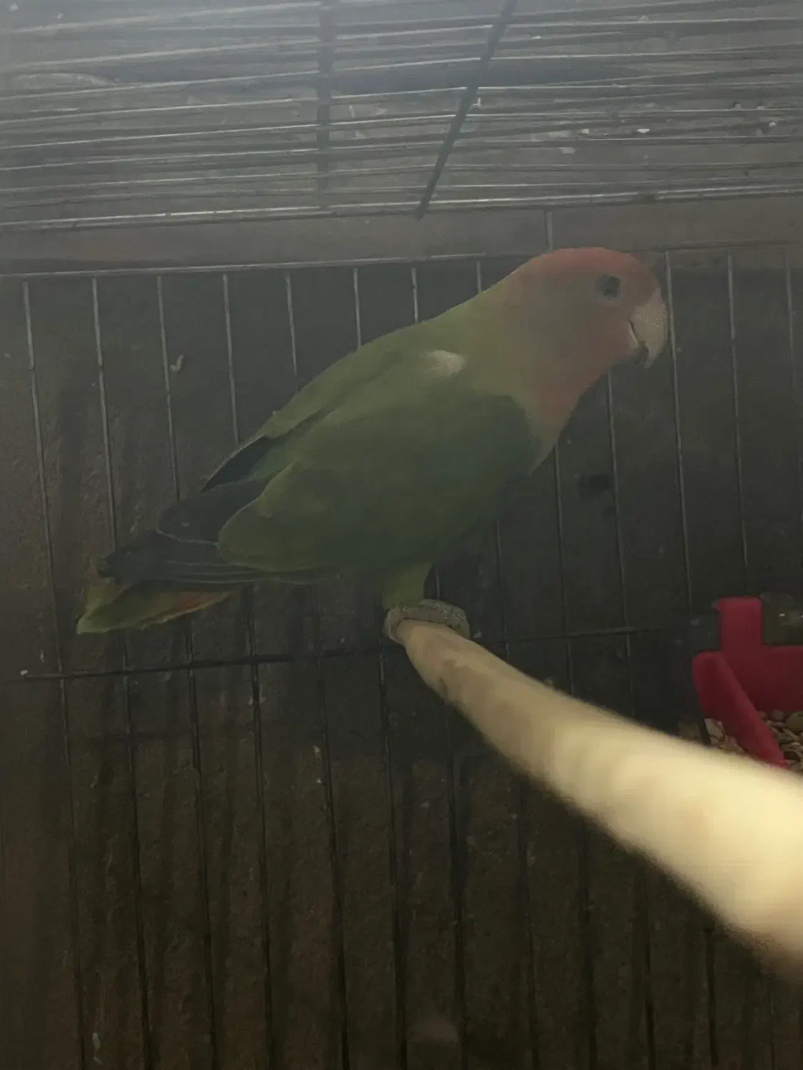 طوطی کوتوله برزیلی ماده مولد|پرنده|قائم‌شهر, |دیوار