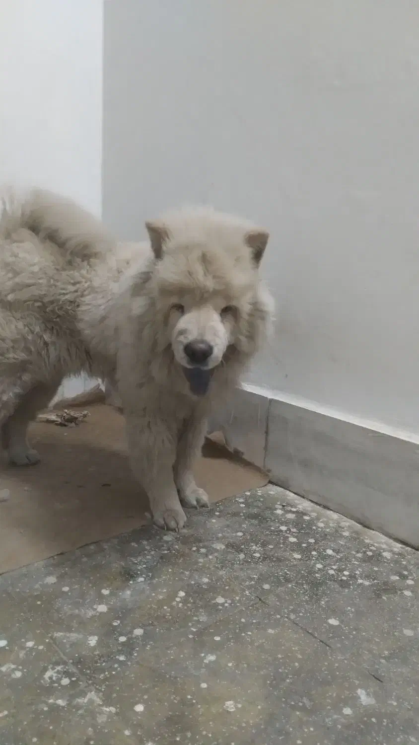 چاو چاو|سگ|جیرفت, |دیوار