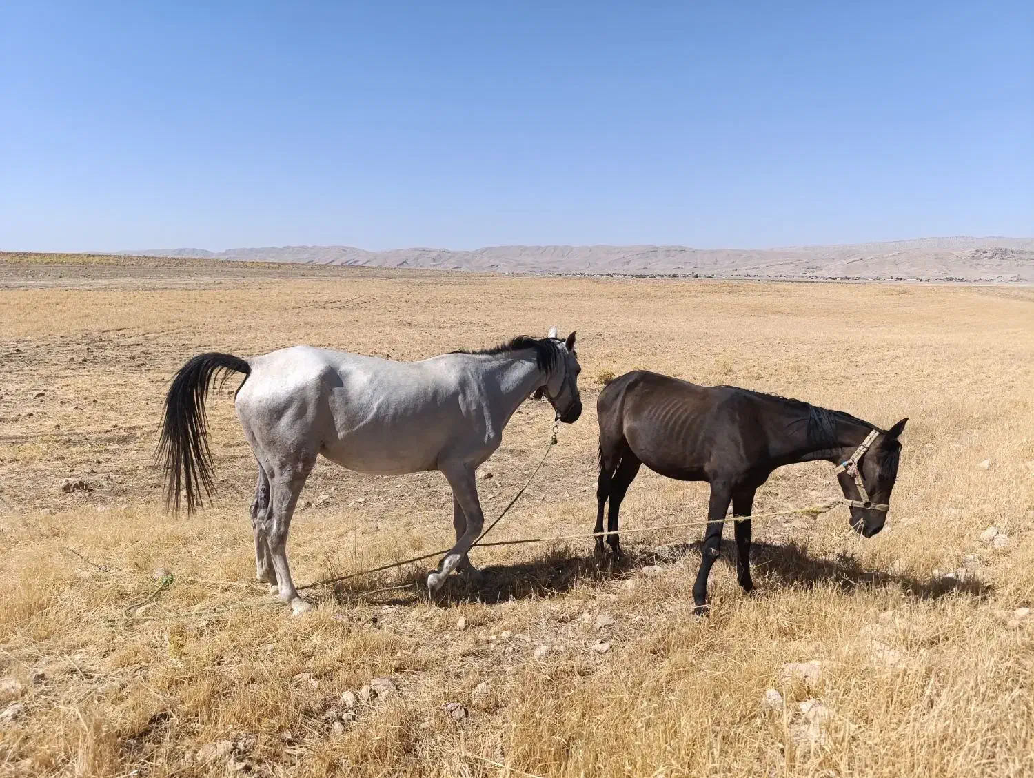 اسب|اسب و تجهیزات اسب‌سواری|سوری, |دیوار