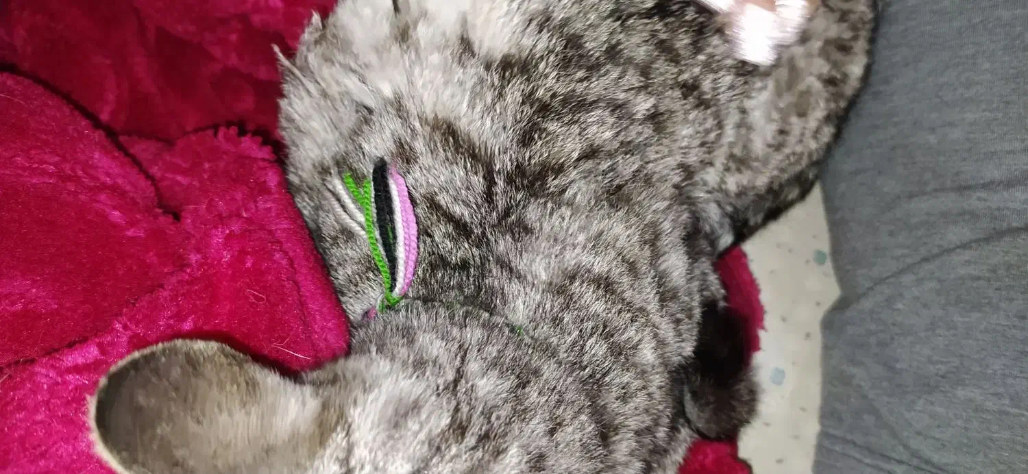 گربه پیدا شده|حیوانات|پردیس, فاز ۲|دیوار