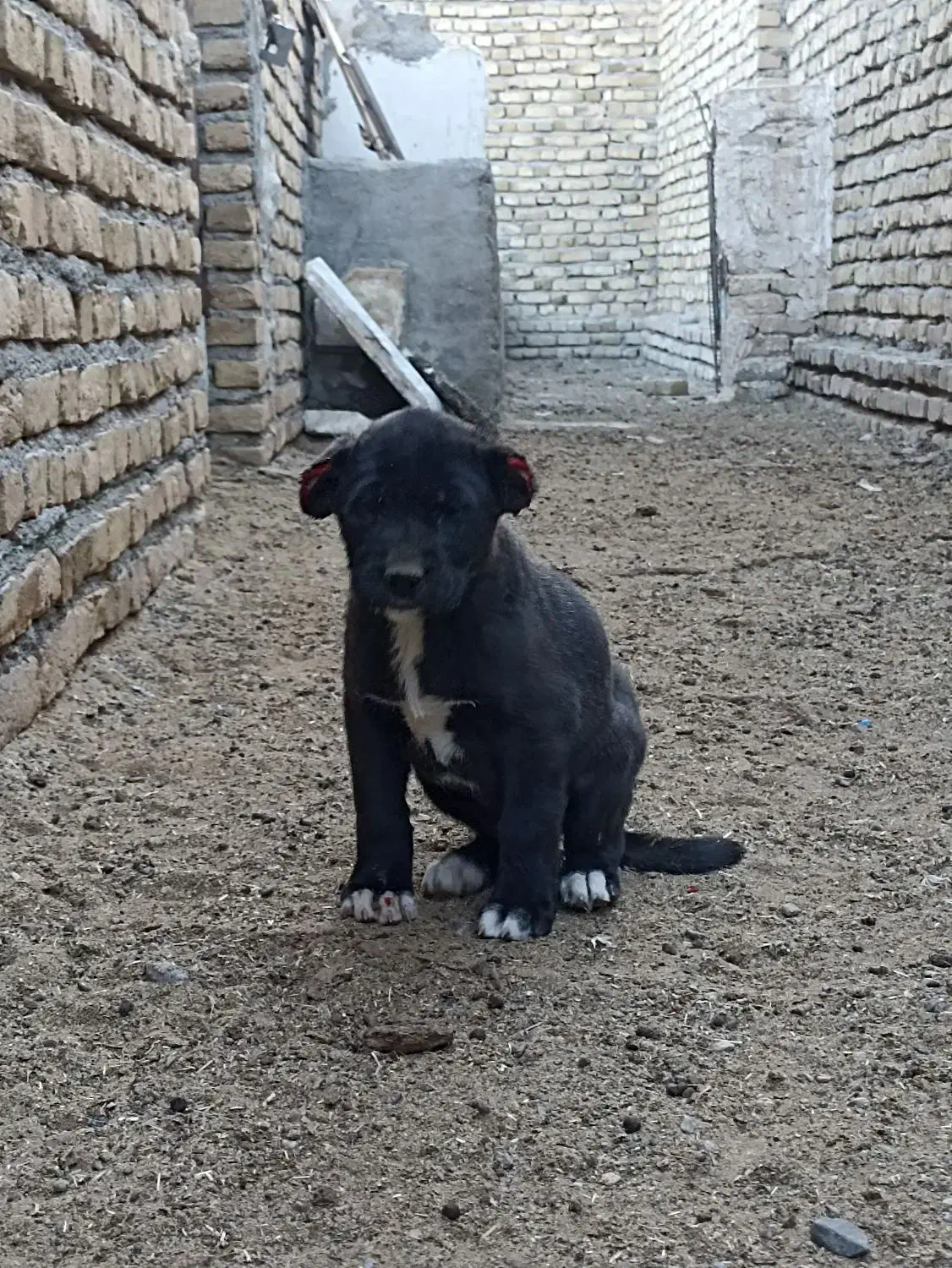 توله ماده افقان|سگ|تربت‌حیدریه, فتح المبین|دیوار