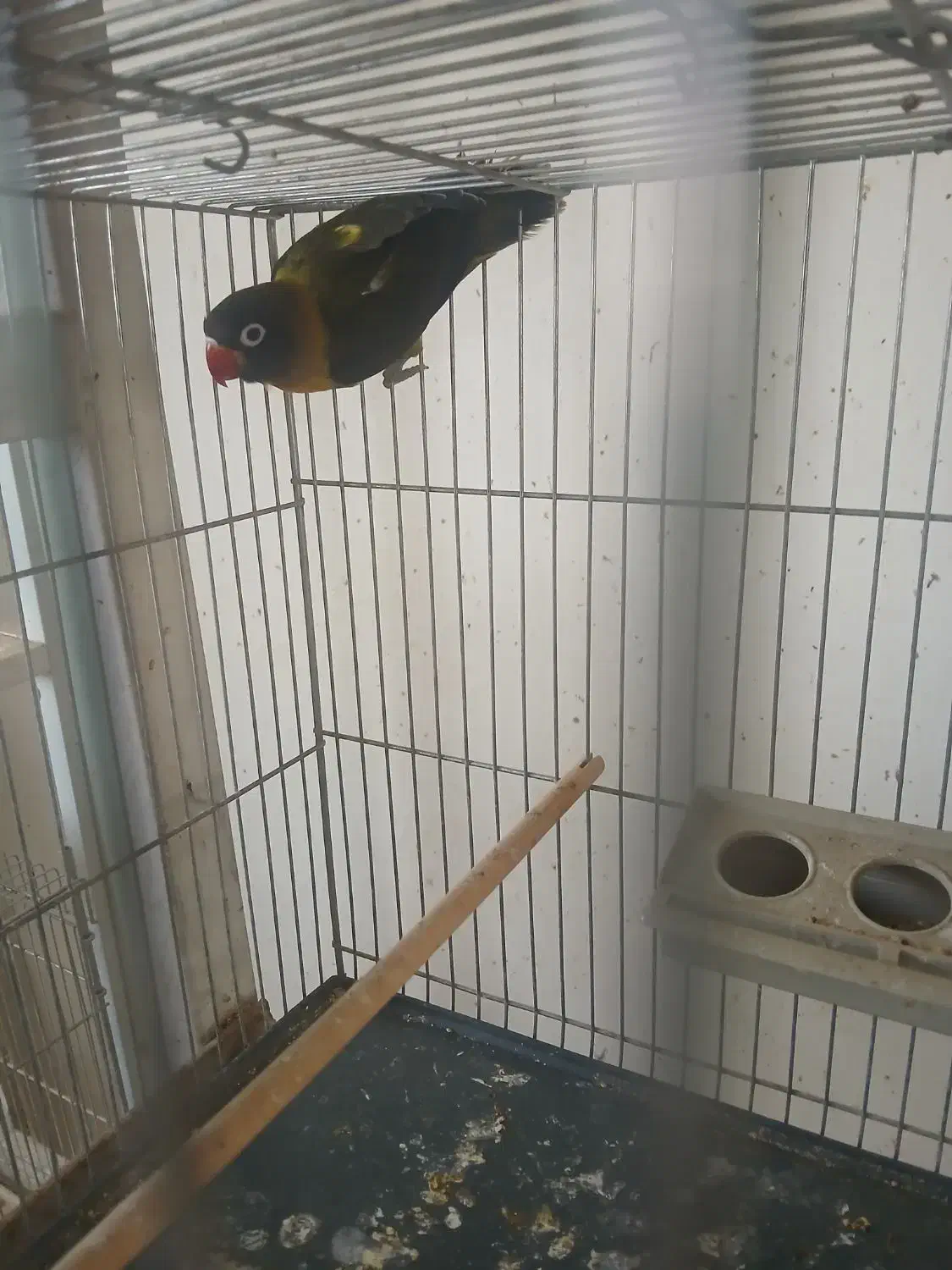 کوتوله ماده بالغ(طوطی برزیلی)|پرنده|اردکان, |دیوار