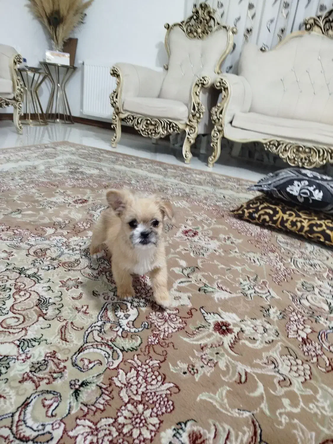 دو عدد توله جیگر(شاهد شهر)|سگ|شاهدشهر, |دیوار