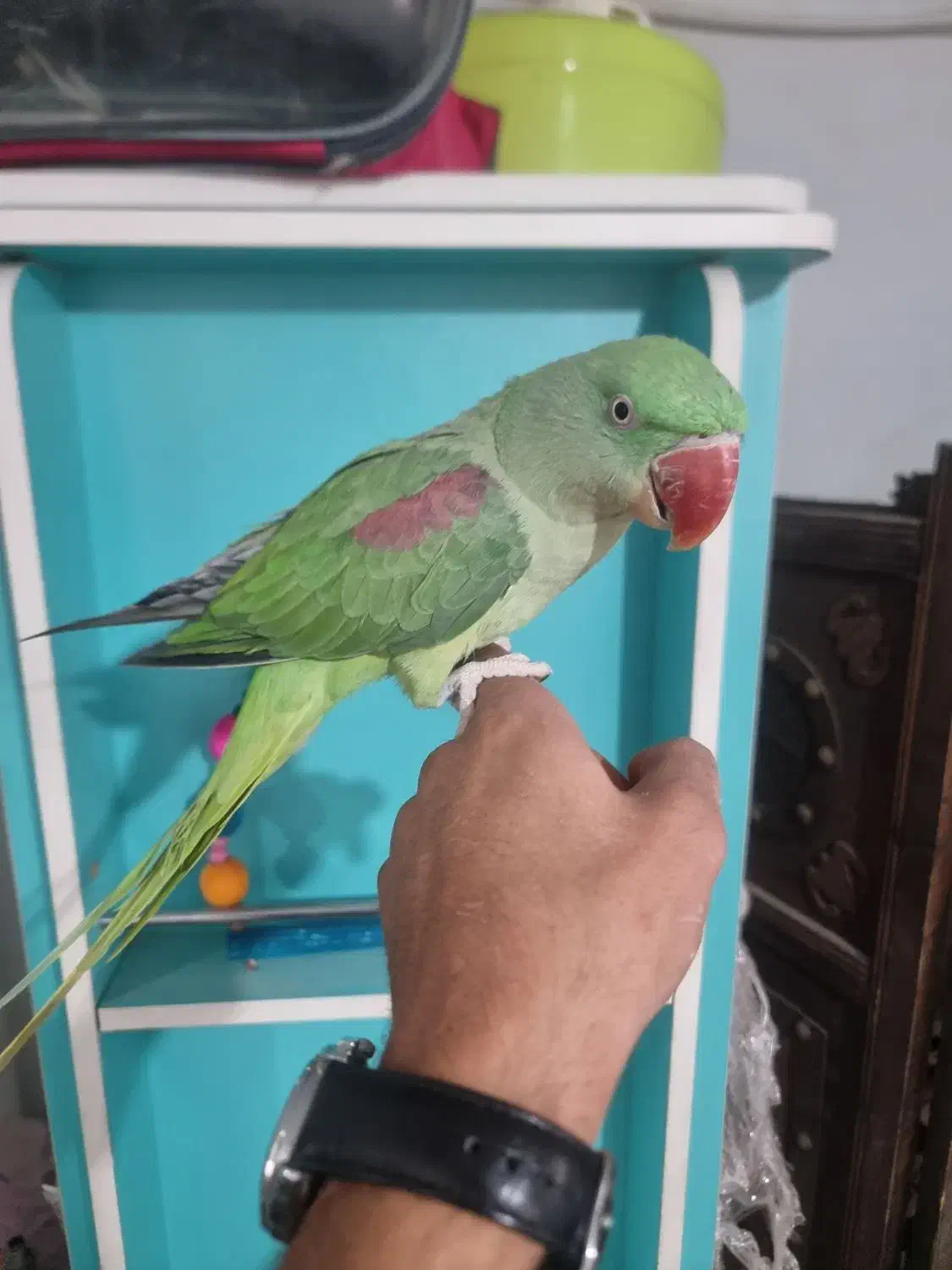 شاه طوطی نر ۶ماهه رام درحال سخنگویی درشت ایرانی|پرنده|تهران, ده‌ونک|دیوار