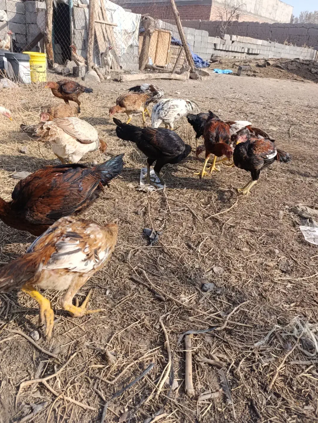 جوجه لاری۵ماهه|حیوانات مزرعه|خسروشاه, |دیوار