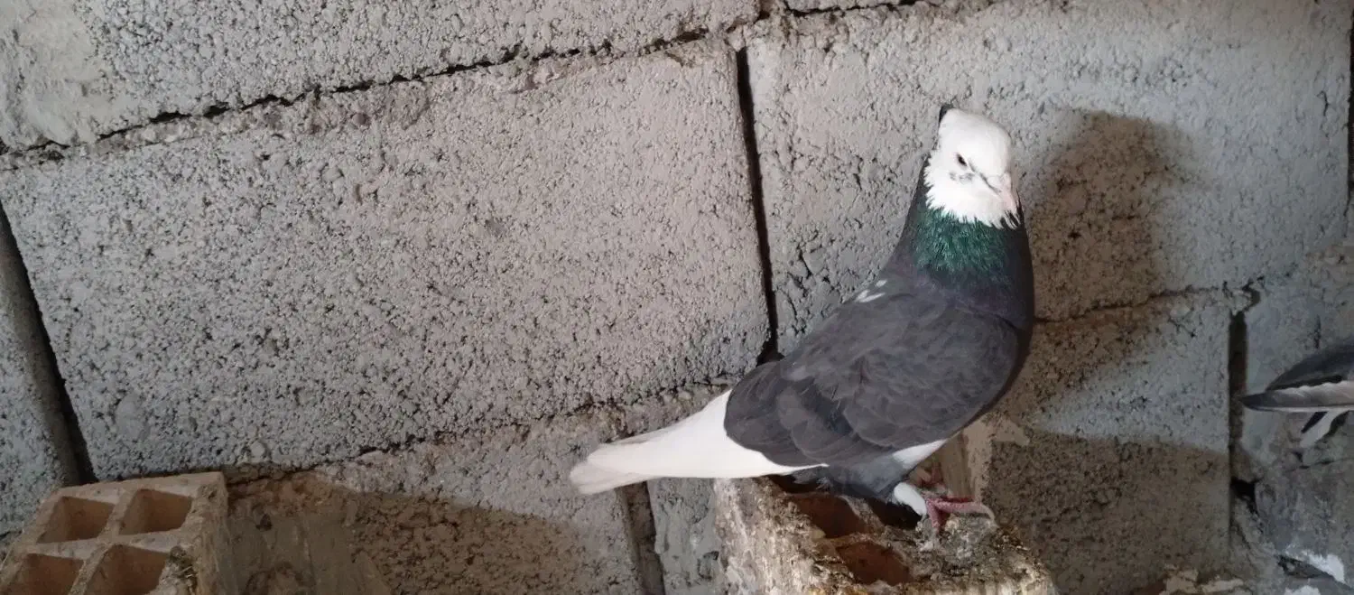 ی جفت شازده اوچب اوینیان ب شرط|پرنده|ارشق, |دیوار