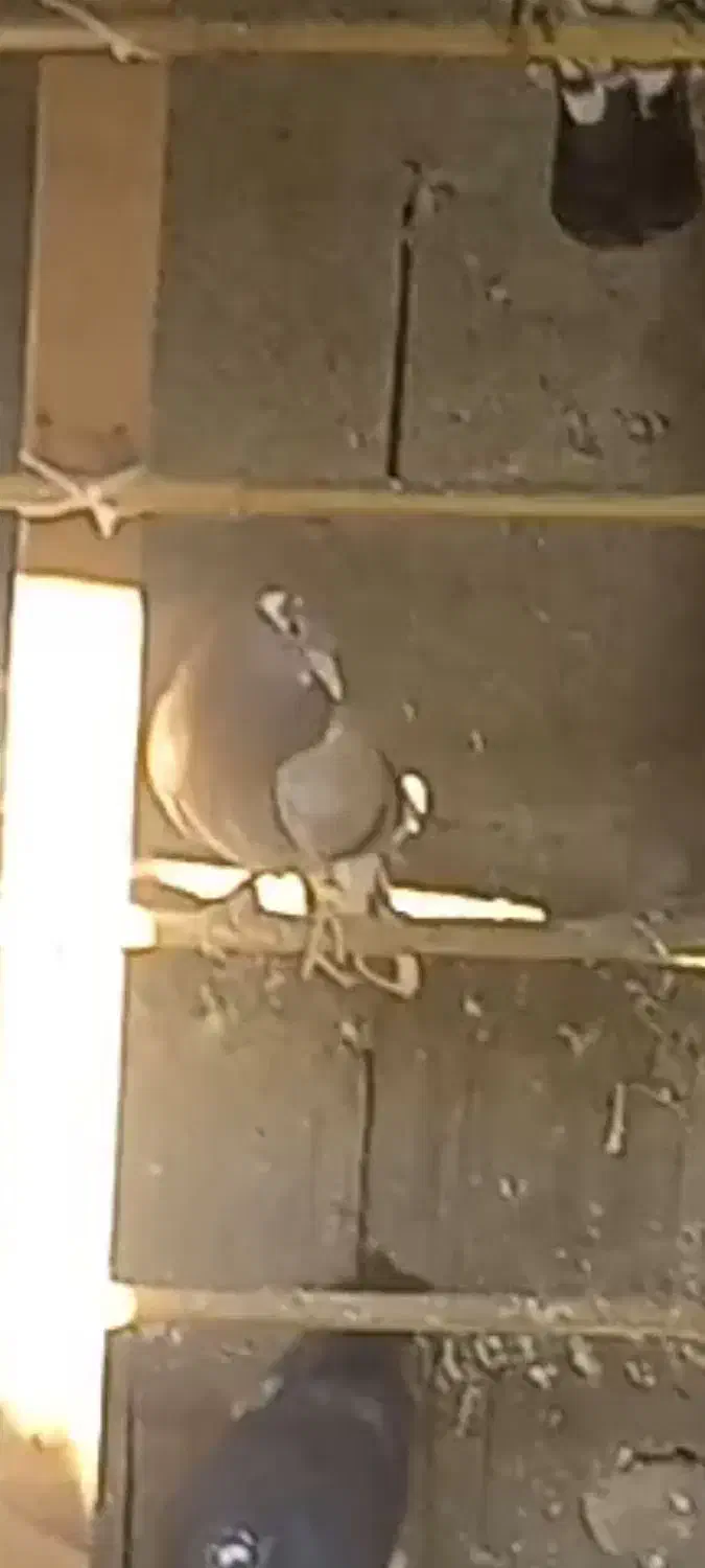 کبوتر گمشده|پرنده|فومن, |دیوار