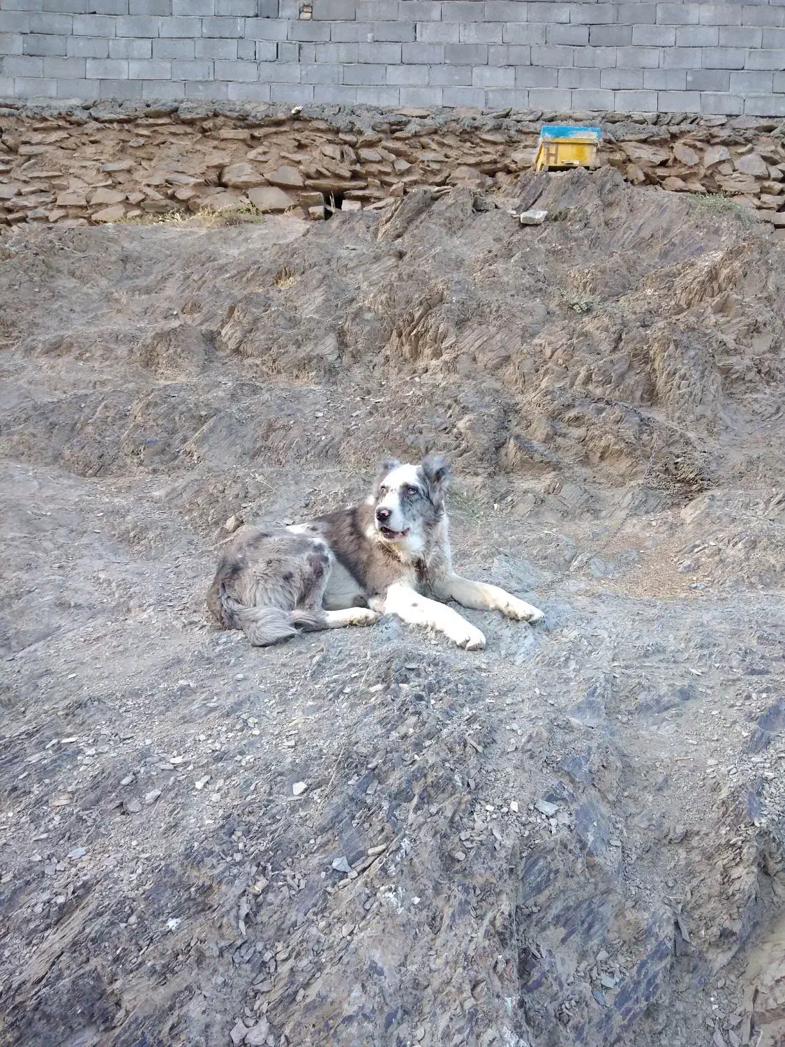 سلام سگ گله ای دهن پاک سن 1نیم جانوری|سگ|مشهد, میان ولایت|دیوار