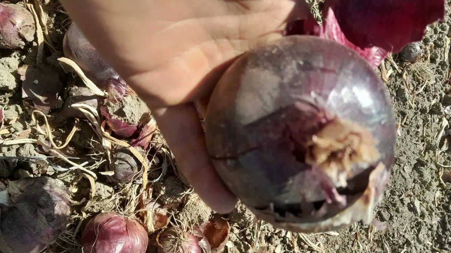 خرید‌وفروش‌‌پیاز وسیب‌‌درختی|عمده‌فروشی|مهاباد (آذربایجان غربی), |دیوار