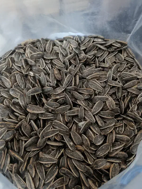 تخمه کدو و آفتابگردان|خوردنی و آشامیدنی|تهران, جوادیه تهرانپارس|دیوار