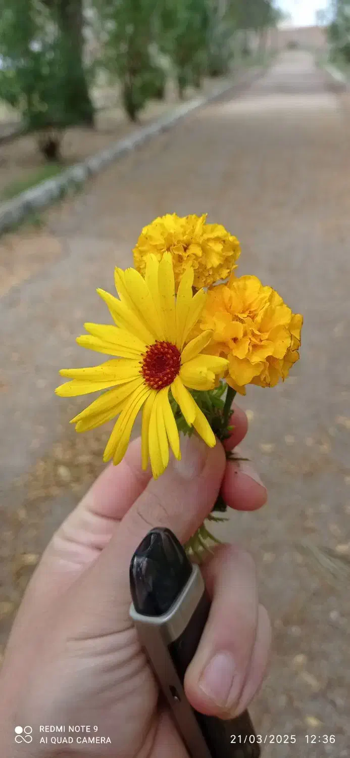 مدارکم گم شده.‌|اشیا|سوسنگرد, |دیوار