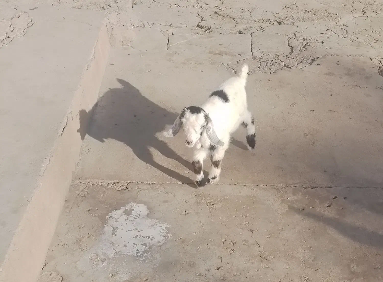 بیگ بازیگوش|حیوانات مزرعه|مسجد سلیمان, |دیوار