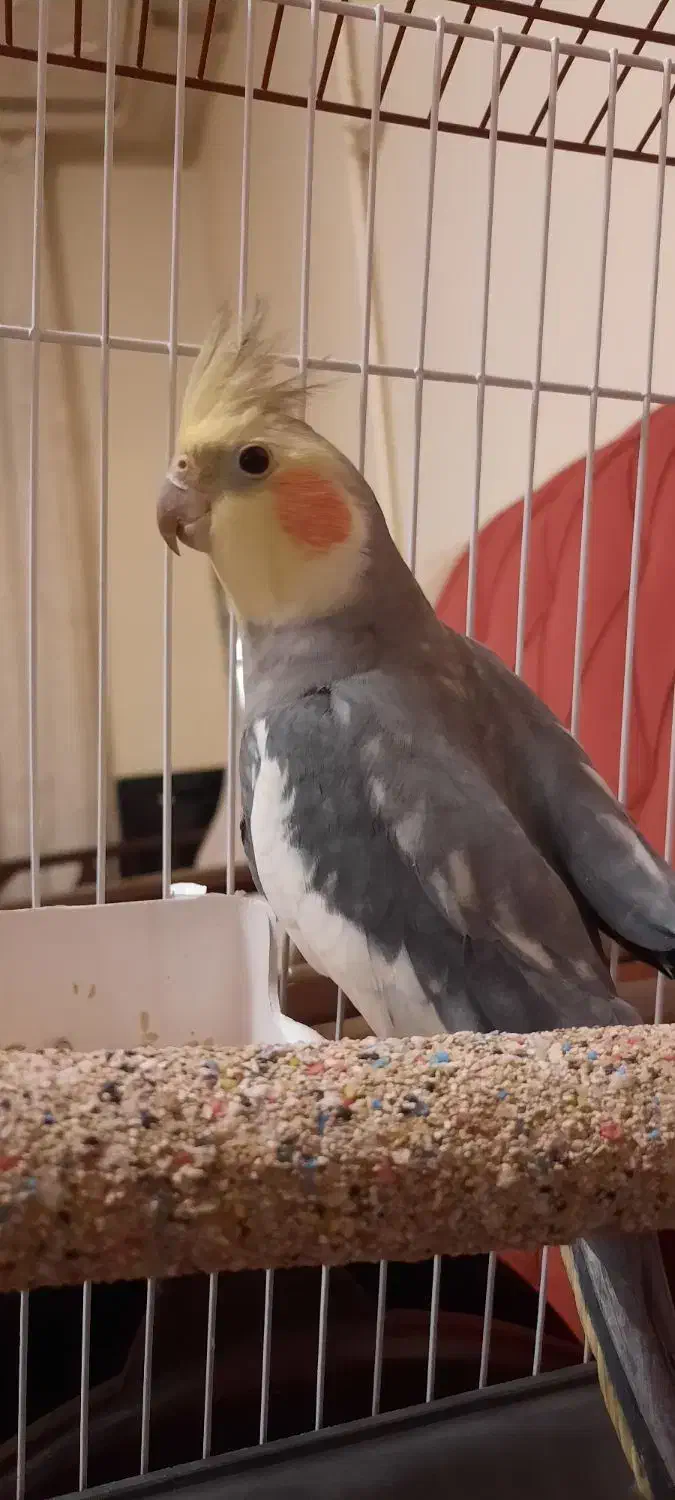 عروس هلندی|پرنده|تهران, جمال‌زاده|دیوار