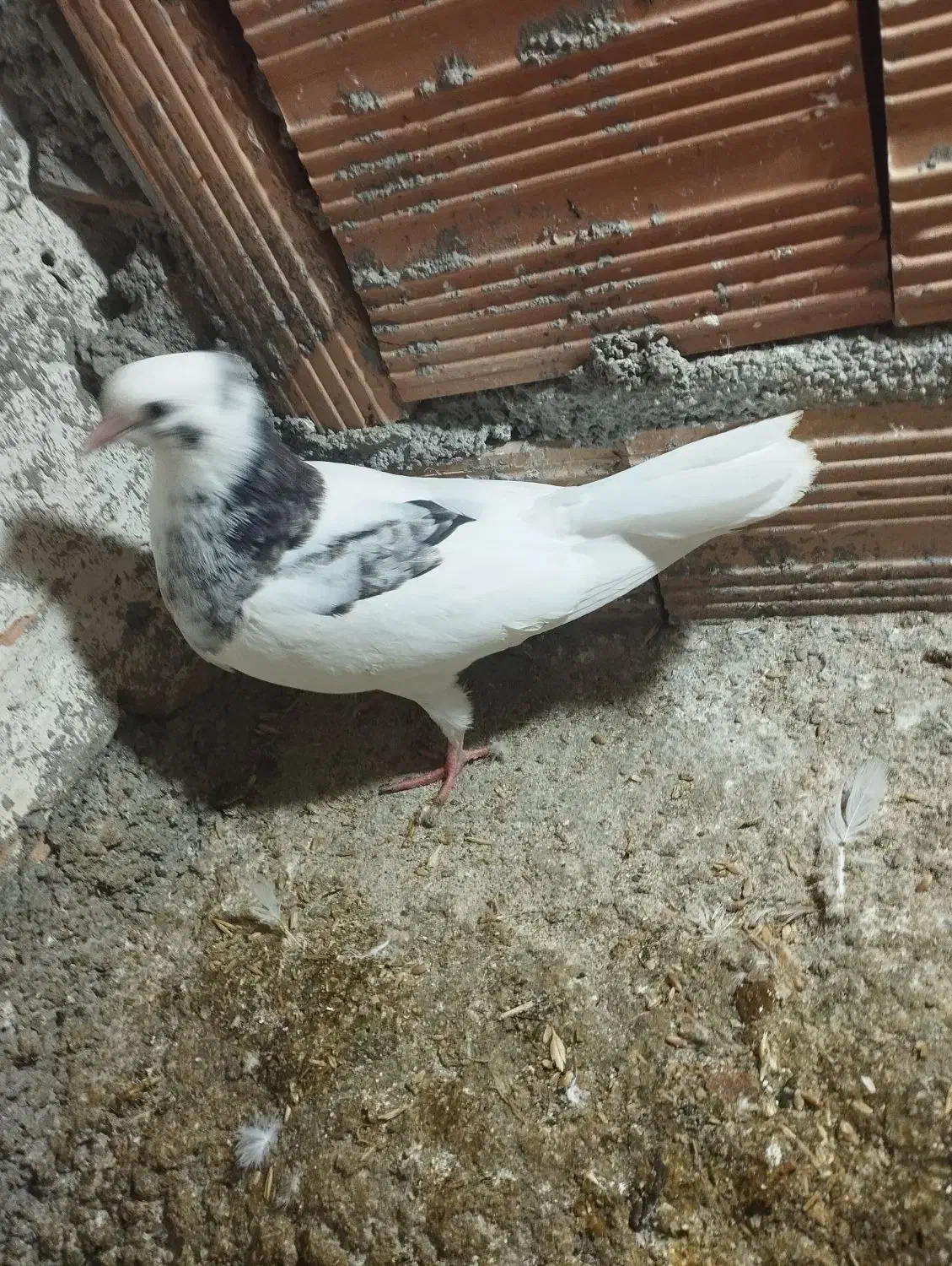 جوجه طوقی پرشی|پرنده|گرگان, |دیوار