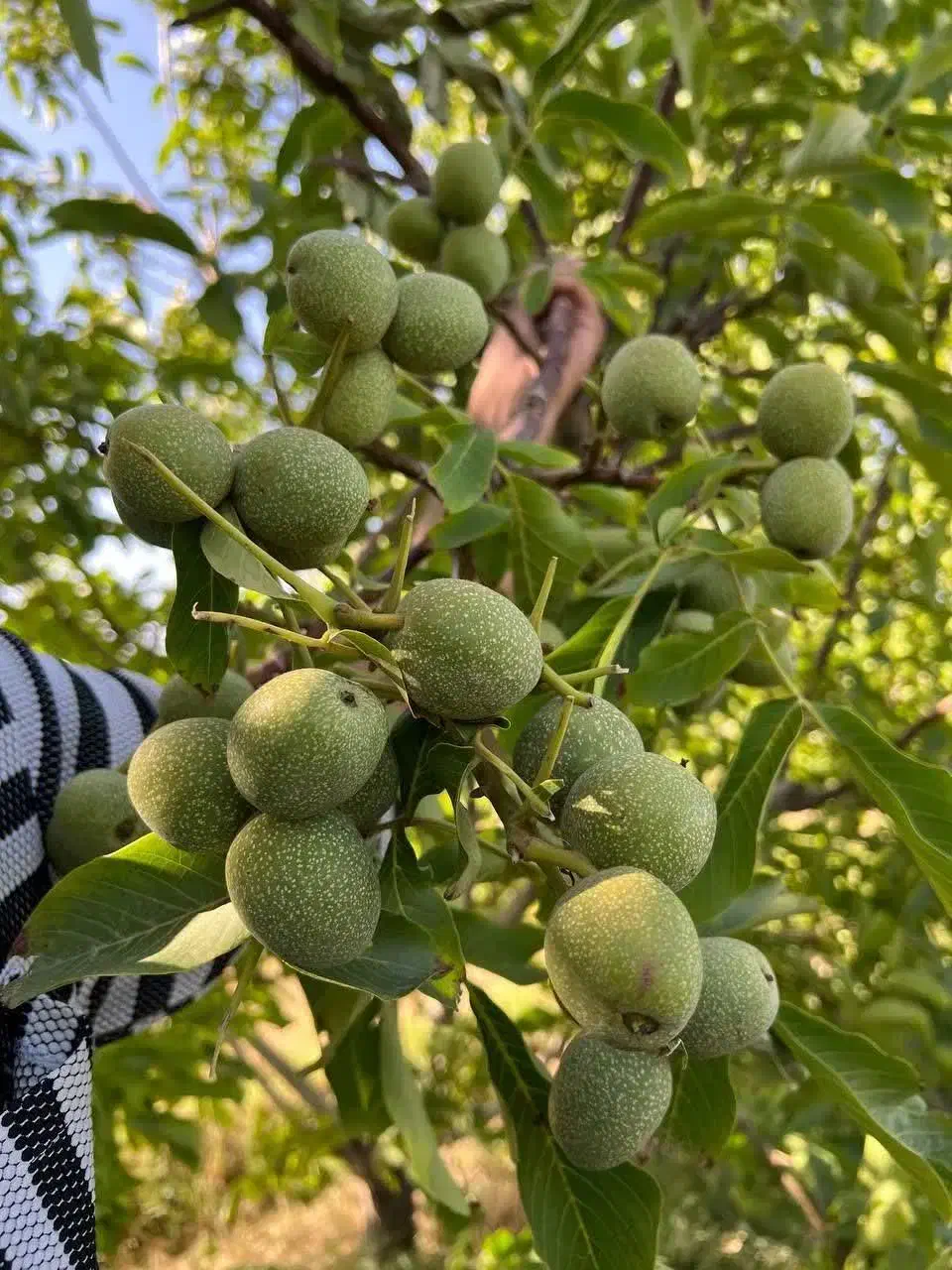 پیشفروش نهال گردو فرنور|خدمات باغبانی و درختکاری|شاهرود (اردبیل), |دیوار