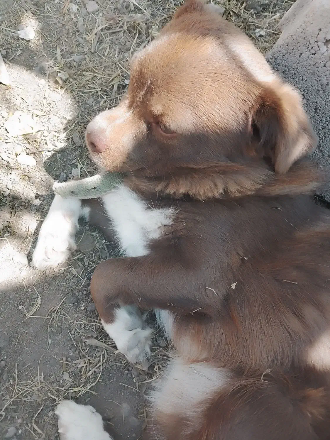 سگ نر اشپیتز-شیتزو|سگ|زنجان, |دیوار