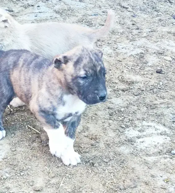 حیوانات|سگ|جلگه رخ, |دیوار