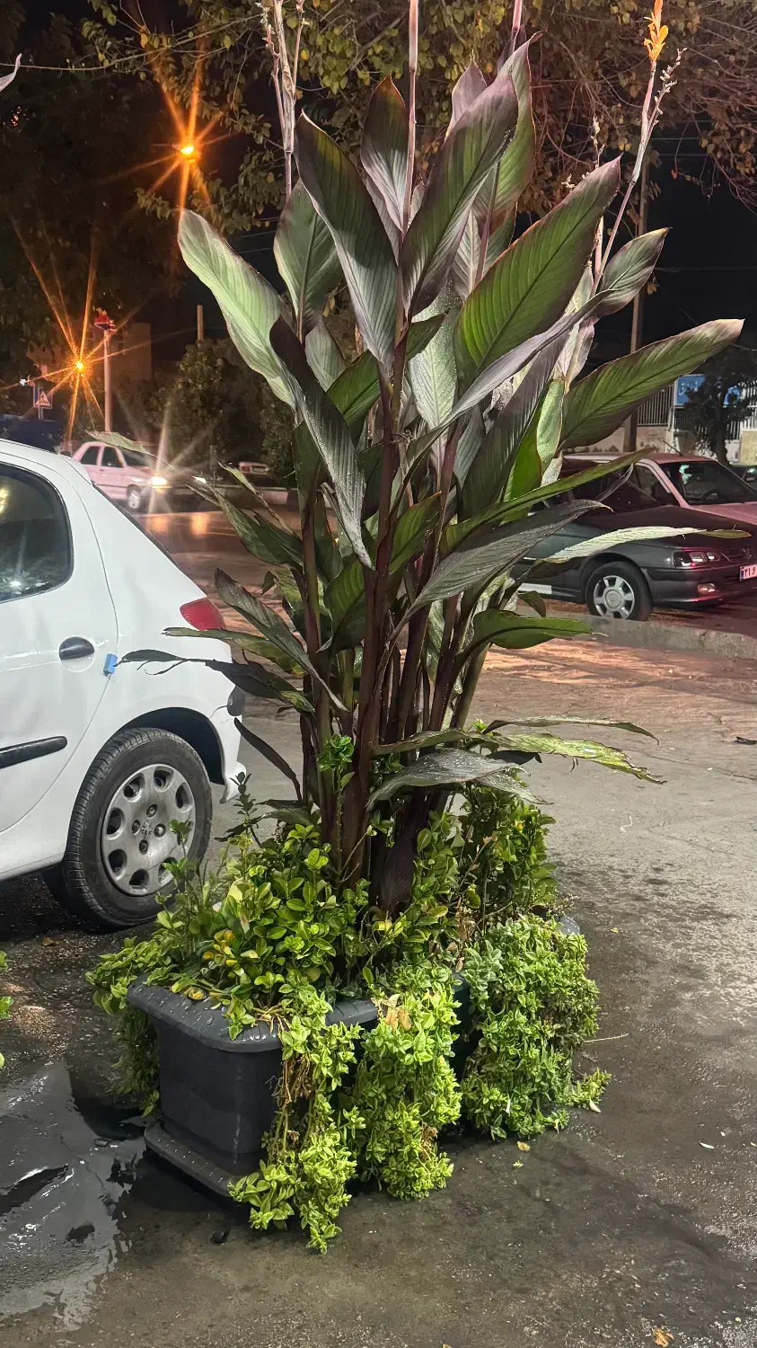 گل و گلدان|گل و گیاه طبیعی|شیراز, نصر|دیوار