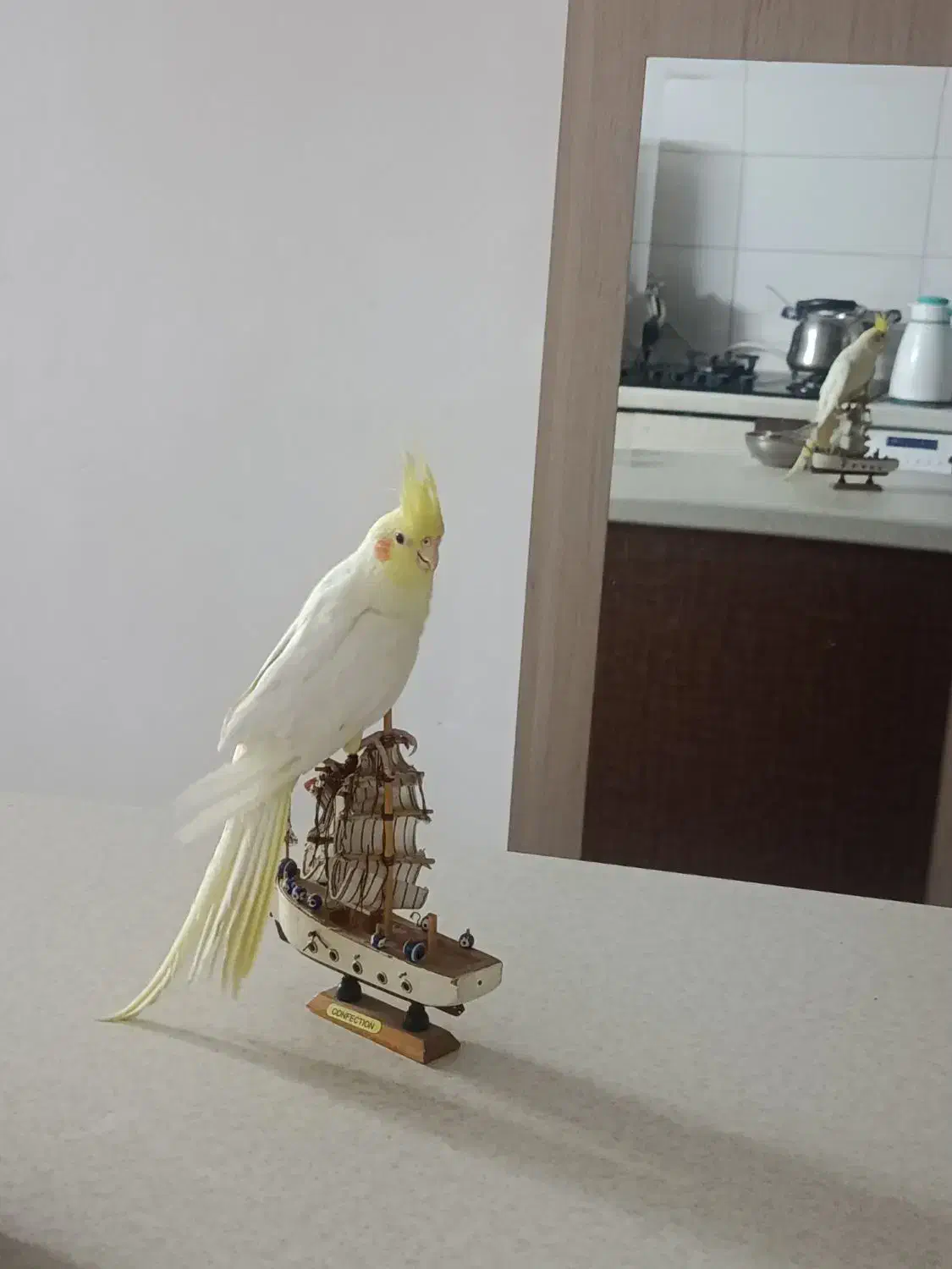 عروس هلندی|پرنده|کرمان, |دیوار