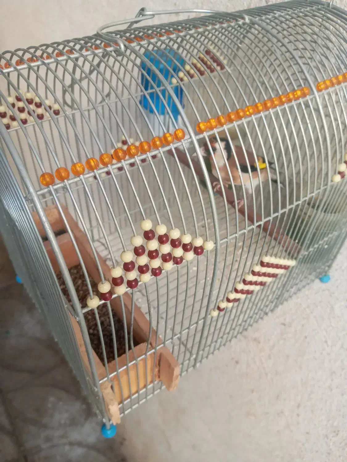 سهره سرسیاه و دورگ ماده|پرنده|شیراز, شاهچراغ|دیوار