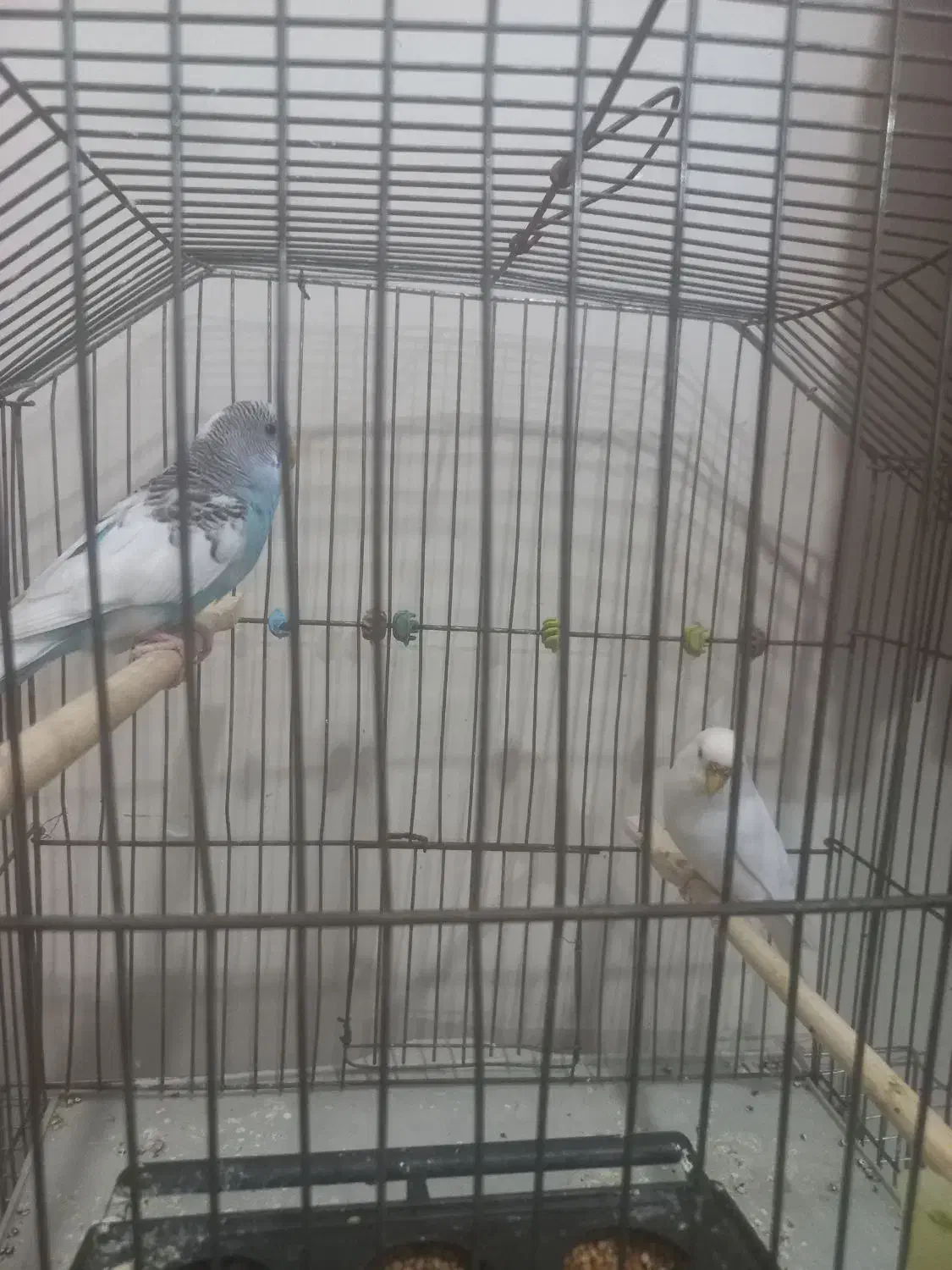 یک جفت مرغ عشق سرحال وآماده باقیمت مقطوع ۴۰۰تومان|پرنده|اهر, |دیوار