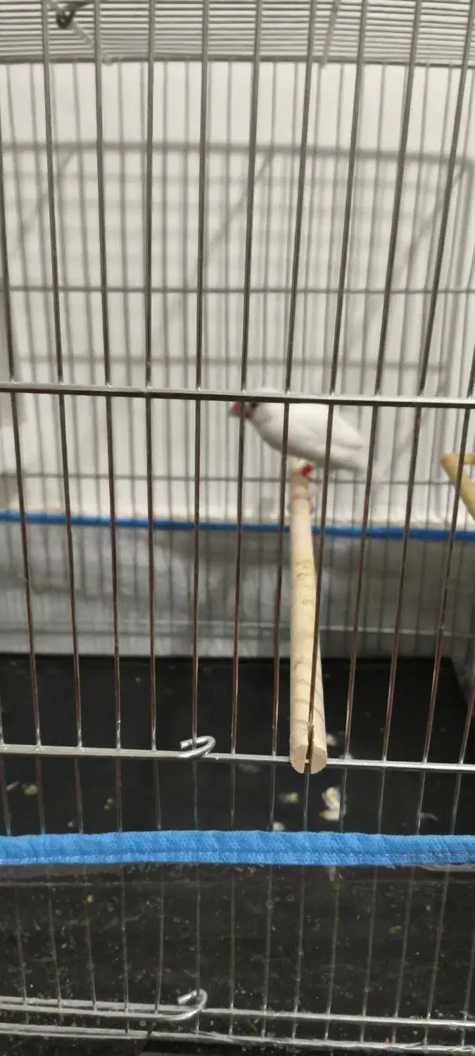 فنج نرگسی|پرنده|قم, ولیعصر|دیوار