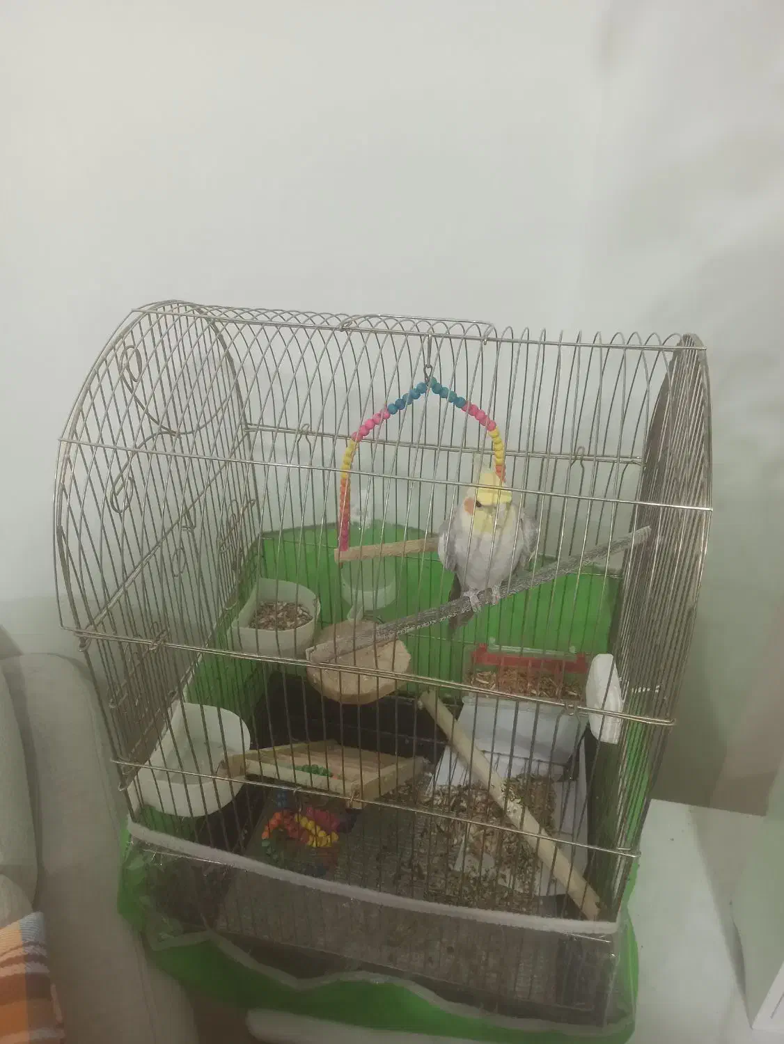 عروس هلندی|پرنده|بندرعباس, |دیوار