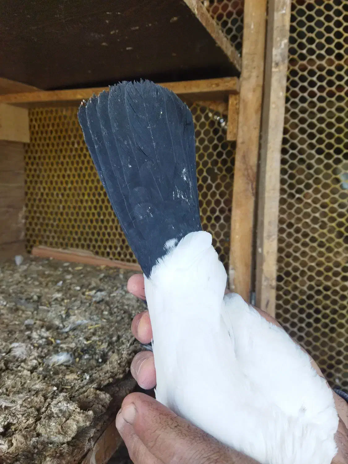 کبوتر|پرنده|جوکار, |دیوار