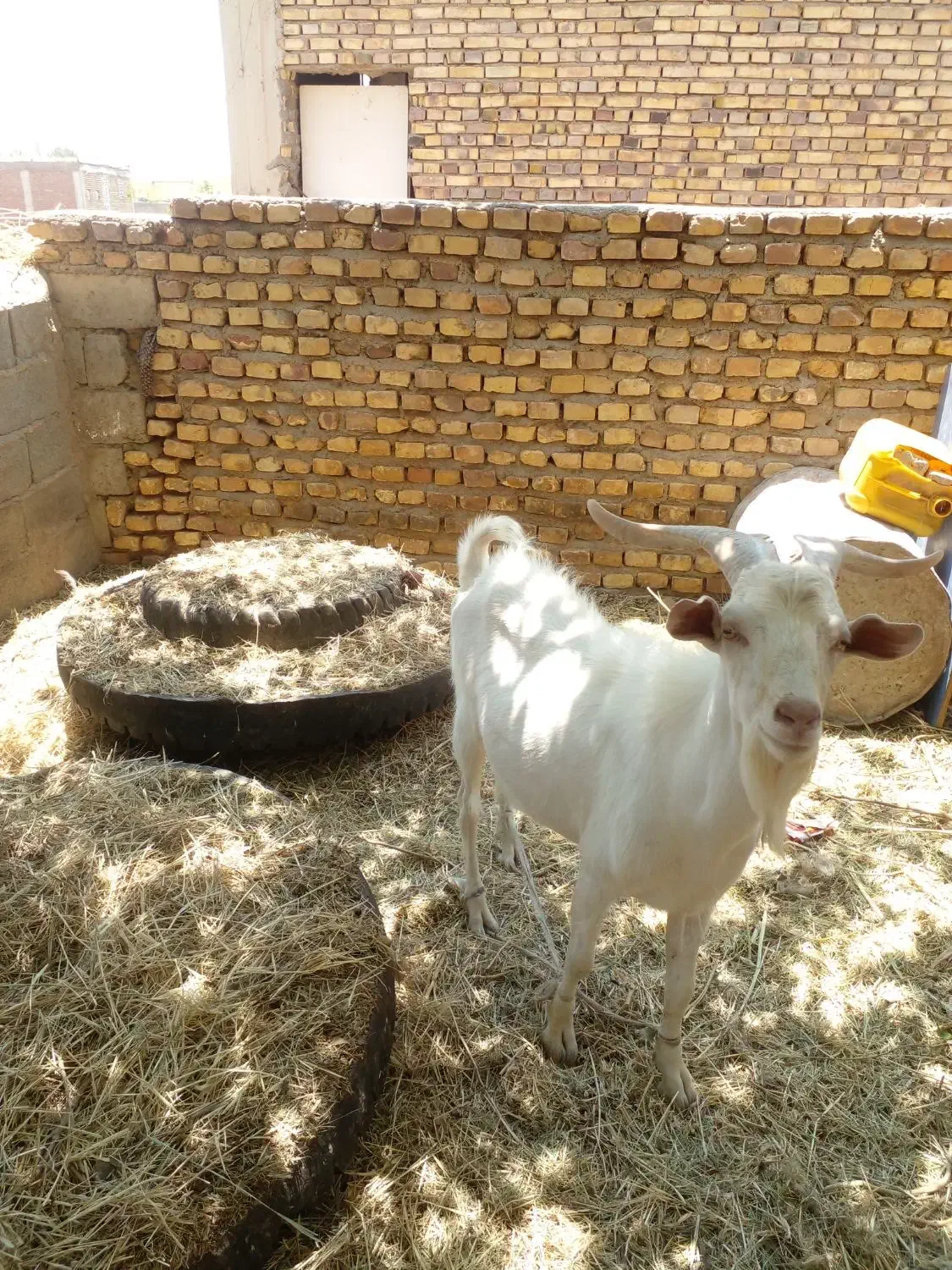 نری سانن اصل|حیوانات مزرعه|رفسنجان, |دیوار