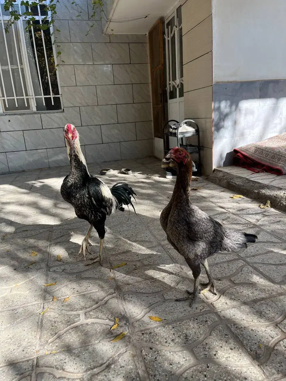 یک جفت عطیقه فروشی|پرنده|تربت جام, شهید غلام زاده|دیوار