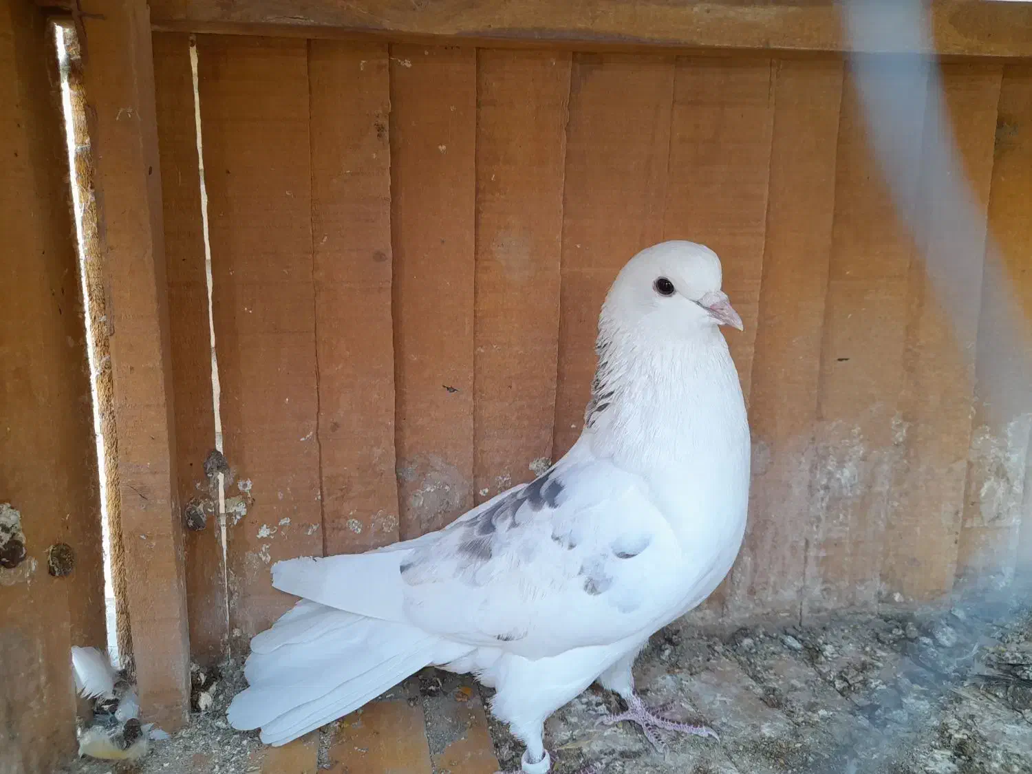 کبوتر پرشی و کوتوله برزیلی|پرنده|اصفهان, کوی امیریه|دیوار