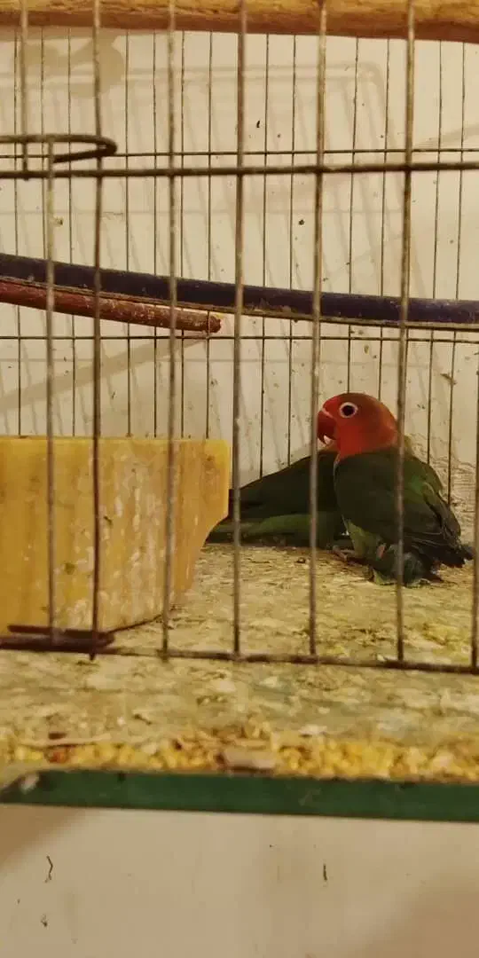 پرنده|پرنده|کیش, |دیوار