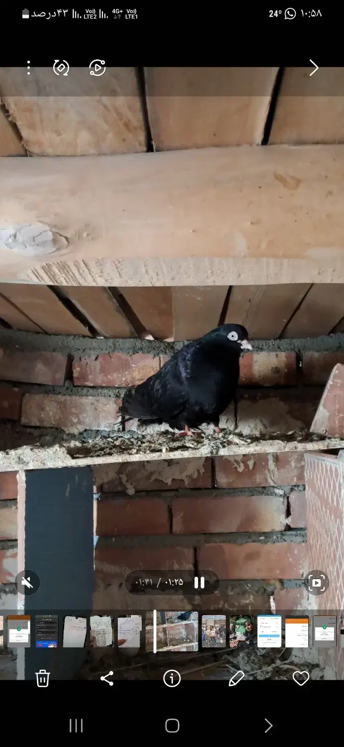 فروش کبوتر سیاه آبادانی|پرنده|سرشیو, |دیوار
