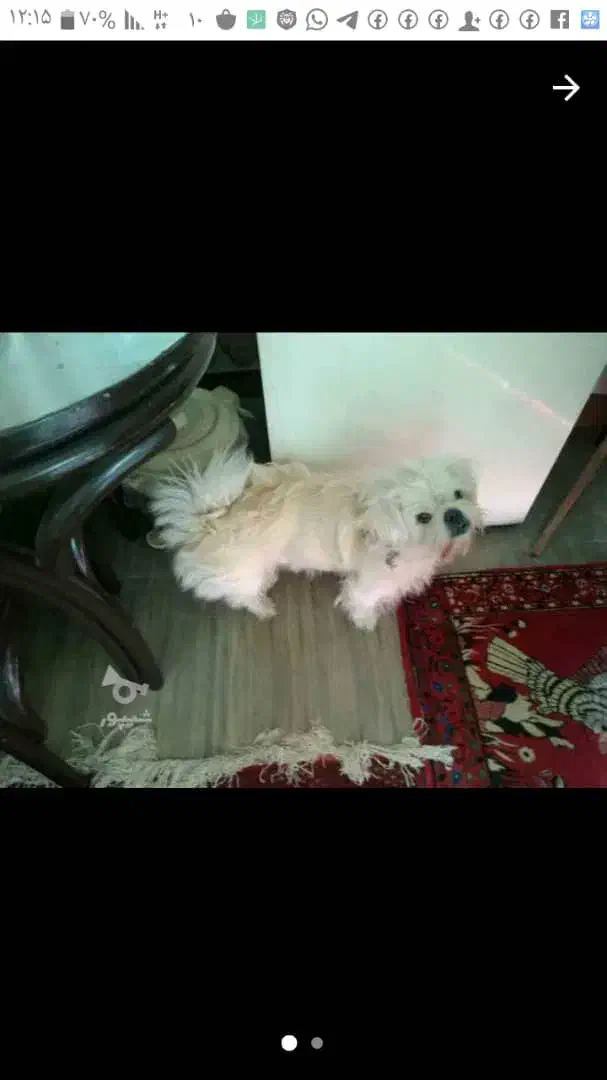 پیکینینزشیتزوی نر|سگ|مرزن‌آباد, |دیوار