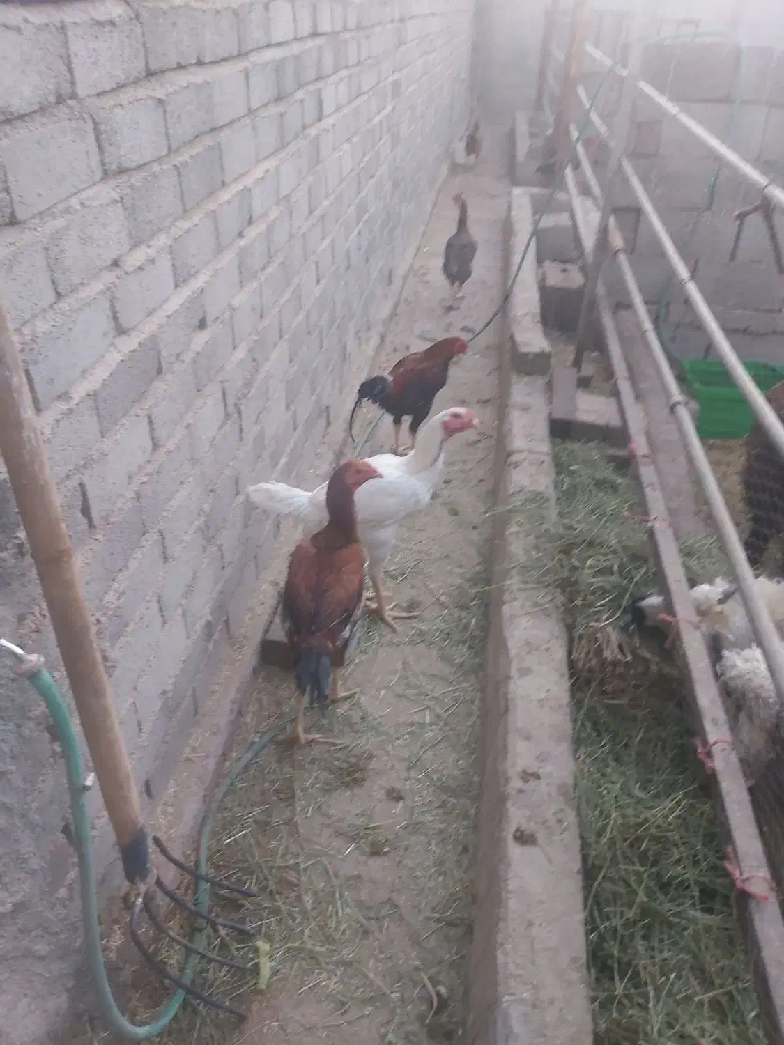 مرغ و خروس لاری|حیوانات مزرعه|بافق, |دیوار