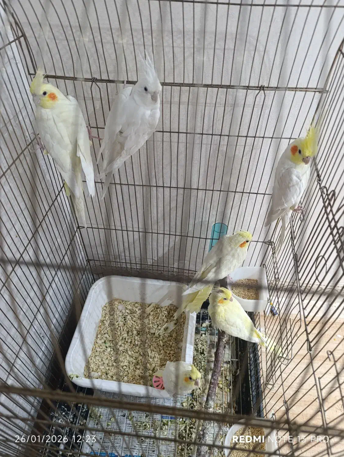 پرنده عروس|پرنده|زنجان, |دیوار